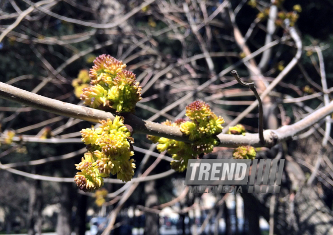 Spring in Baku. Azerbaijan, Baku, 20 apr. 2016